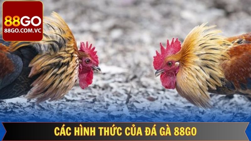 Đá Gà 88GO - Cập Nhật Liên Tục Các Trận Gà Nảy Lửa 2 Đá gà 88GO mang đến đa dạng hình thức thi đấu