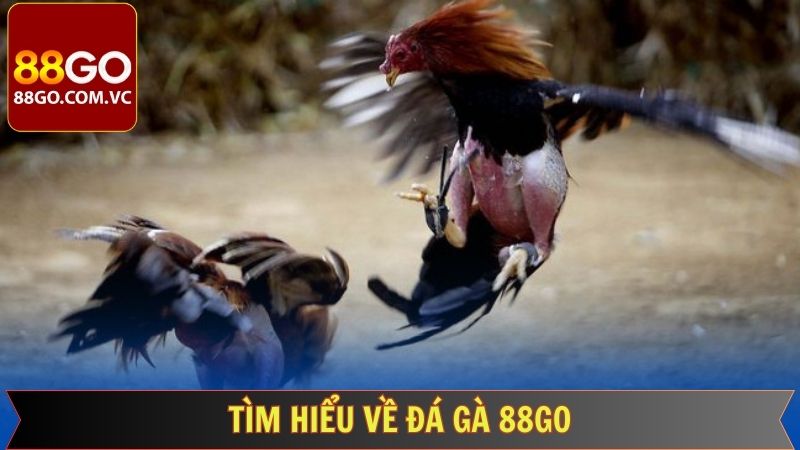 Đá Gà 88GO - Cập Nhật Liên Tục Các Trận Gà Nảy Lửa 1 Thông tin sơ lược về sảnh đá gà tại 88GO